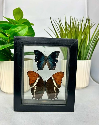 Real butterflies in black - real,