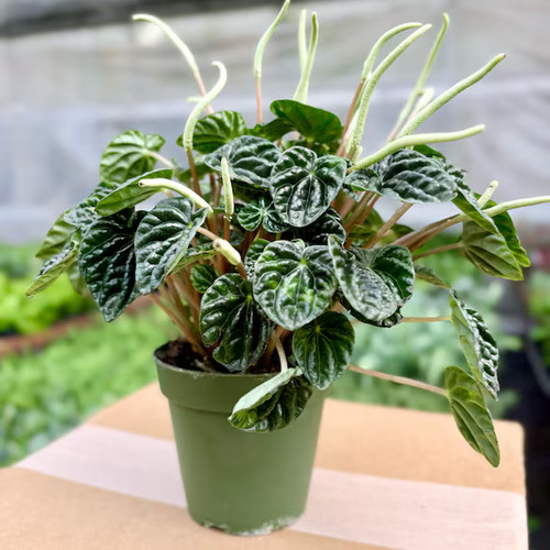 Peperomia ripple green plant - peperomia,