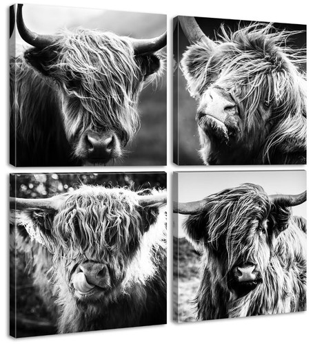 Highland cow wall art - highland,