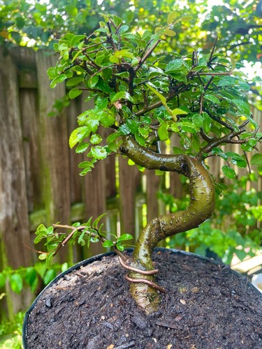 Chinese elm pre bonsai - elm,