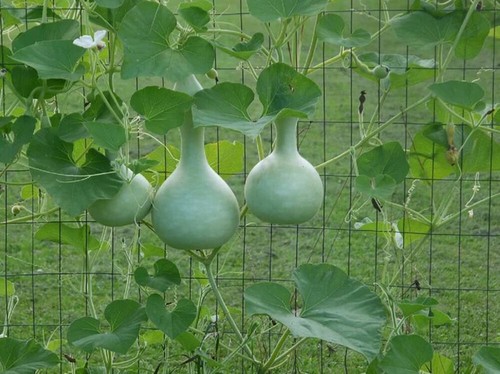 Lagenaria siceraria bottle - lagenaria,