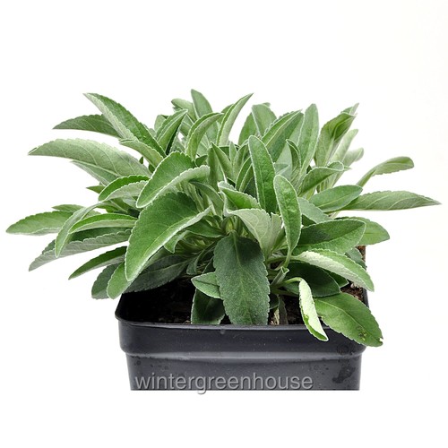 Veronica incana pure silver - incana,,