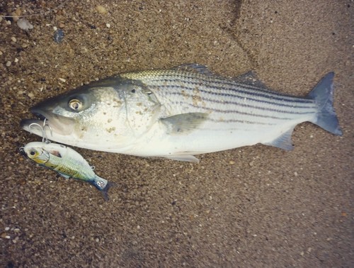 Bunker lure original oc - bunker,