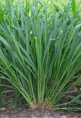 Hybrid makkhan grass seeds for - makkhan,
