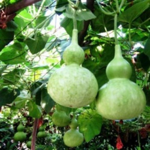 Birdhouse bottle gourd - gourd, |