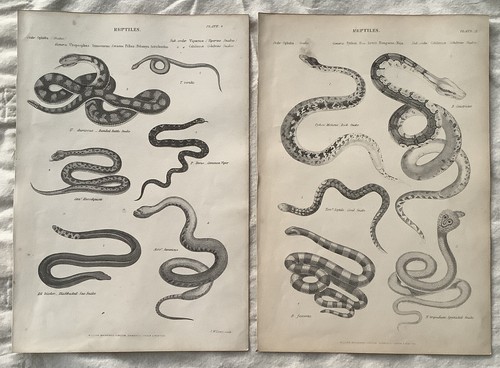 Amazing snakes reptile vintage - snakes,