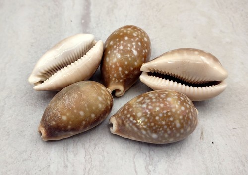 Calf cowrie seashells light - cowrie,