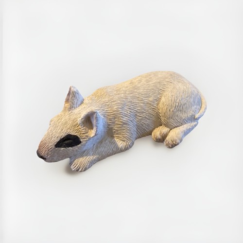 English bull terrier puppy - english,