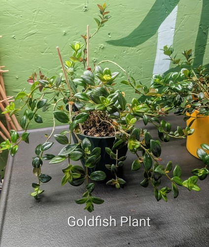 Goldfish plant - goldfish,