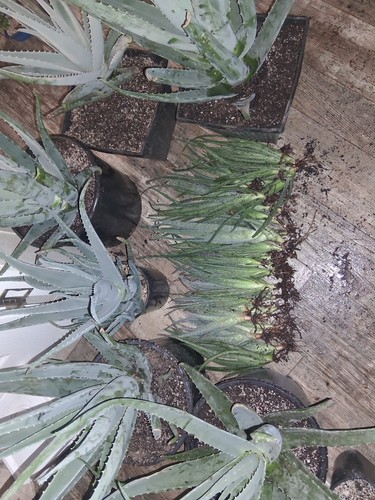 Aloe vera plant - vera,