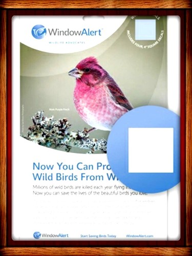Window alert anti collision - window,