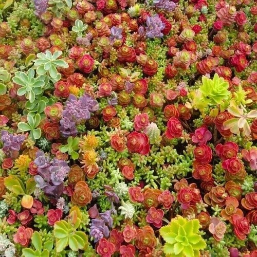 100 mixed sedum seeds - mixed,