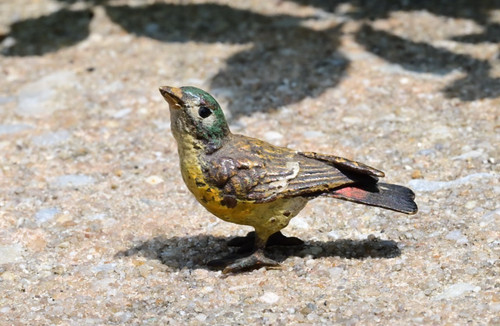 Super cute miniature austrian - super,