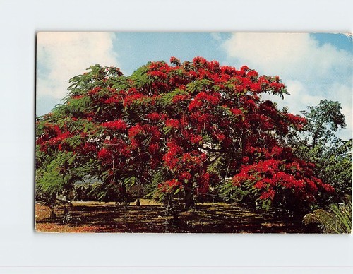 Royal poinciana tree 49651 - royal, q-49651