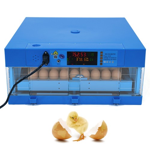 Digital eggs incubator hatch - eggs,