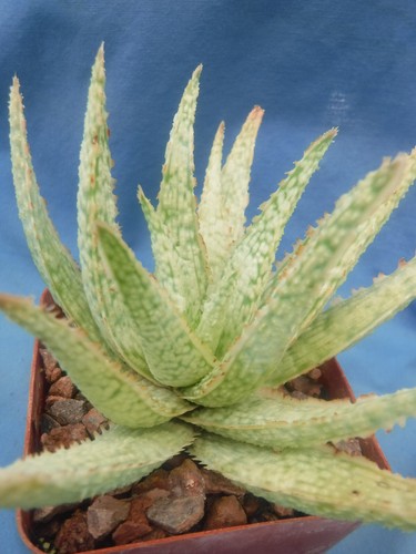 Aloe hybrid latte 2 3 - aloe, 2-3"