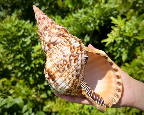 Jumbo caribbean triton - jumbo, trumpet