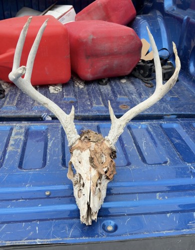 Deer skull with non - skull,
