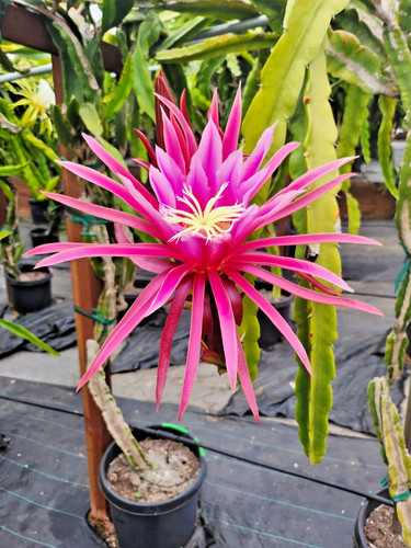 The original dragon - dragon, fruit