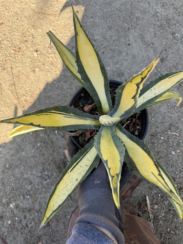 Agave americana mediopicta