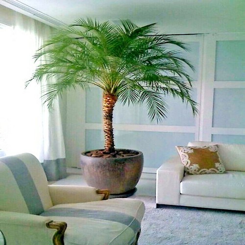 Dwarf pygmy date palm tree - pygmy,