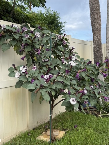 Devil double trumpet seeds - trumpet, 50