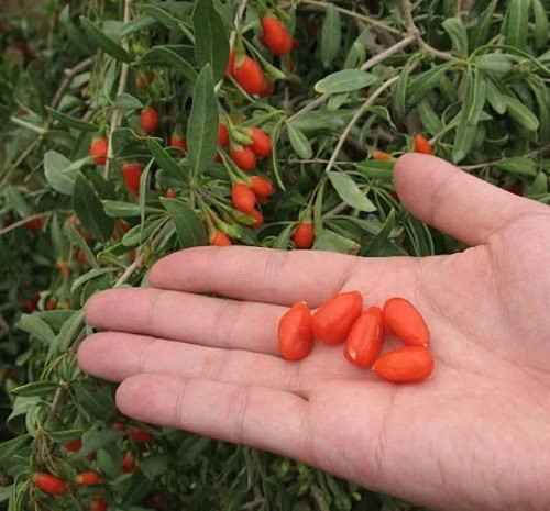 Big lifeberry goji berry - big,