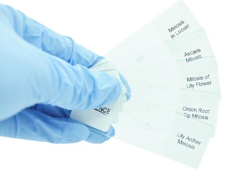Prepared animal plant cell - prepared,