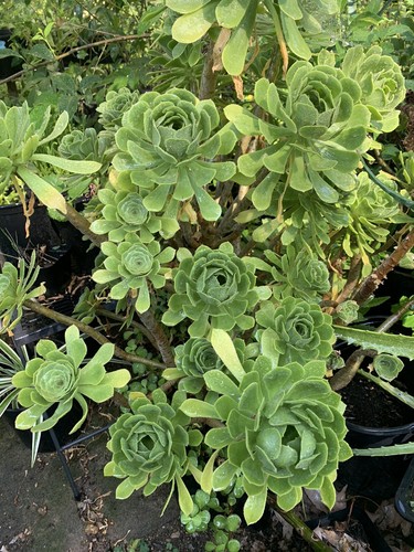 Aeonium arboreum tree green - arboreum,