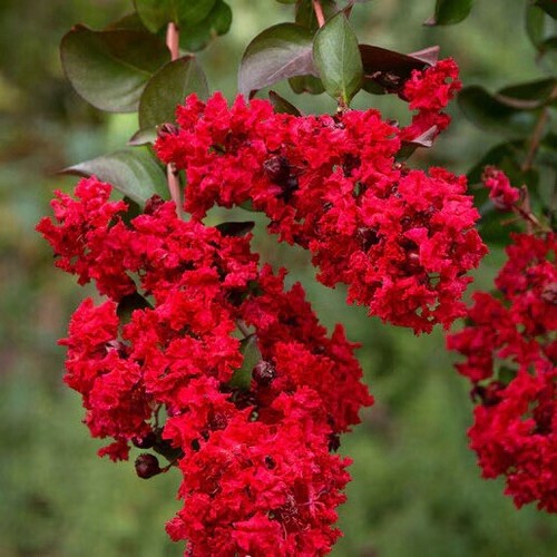Dynamite crape myrtle - myrtle, 3-4’