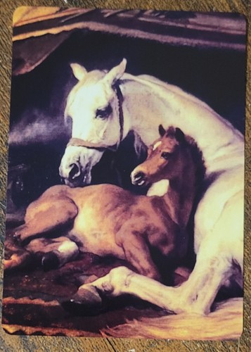 Arabian mare foal colt - arabian,
