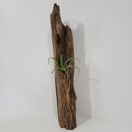 Natural driftwood log air - natural,