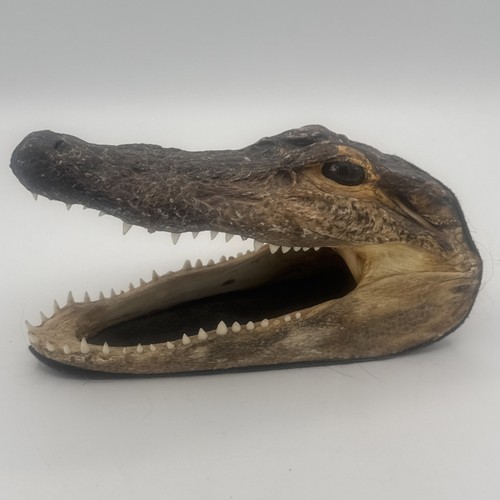 Alligator crocodile head - alligator/crocodile,