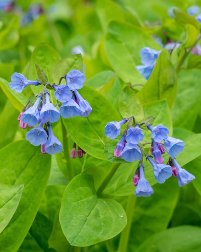 Virginia bluebells 5 root - 5,