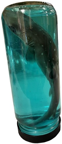 Real shark glass bottle - real, a