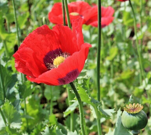500 beautiful poppy flower - poppy,