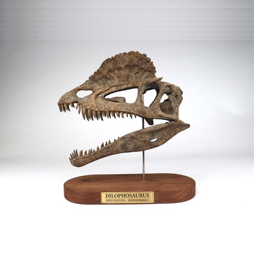 Dilophosaurus skull dinosaur - skull,