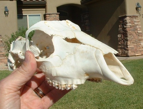 African bush buck skull - 9",
