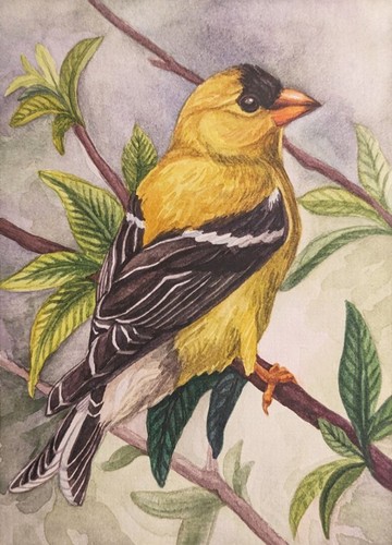 American goldfinch art - goldfinch,
