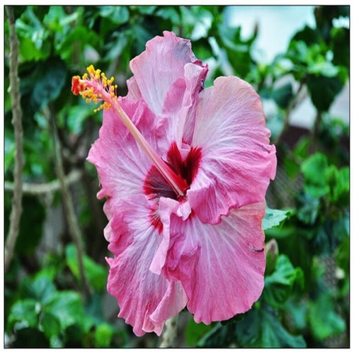 Seeds fuchsia pink - pink, hibiscus