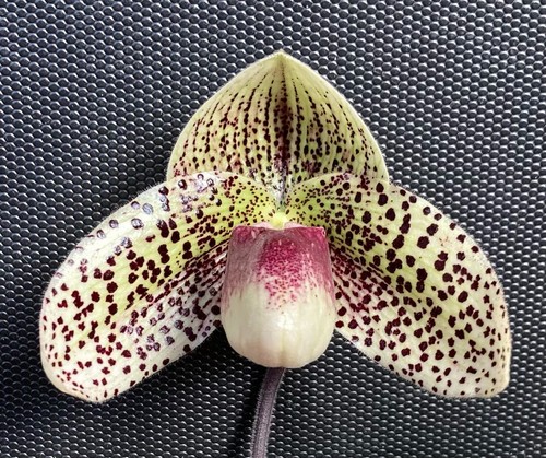 Paphiopedilum evelyn röllke - paphiopedilum,