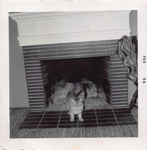 1956 angry kitty - 1956, fireplace