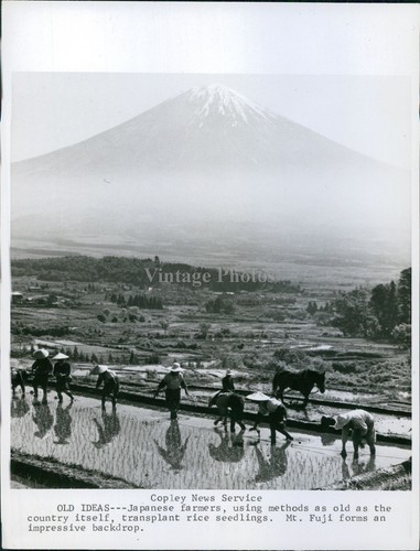 1968 japanese farmers rice - 1968,