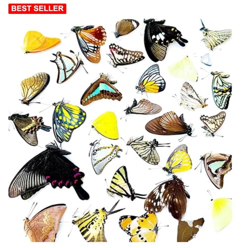 Real butterfly specimen - real,