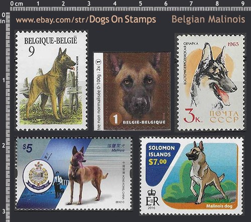 Belm dogs breed - -, belgian