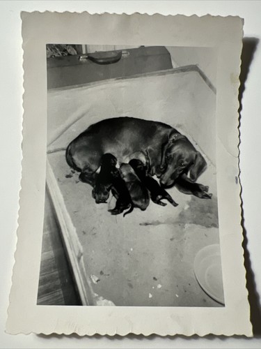 1950s dachshund momma with - 1950s,