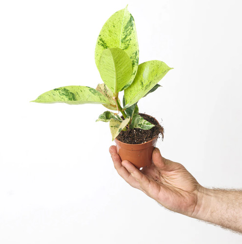 Elastica shivereana - elastica, ‘shivereana’