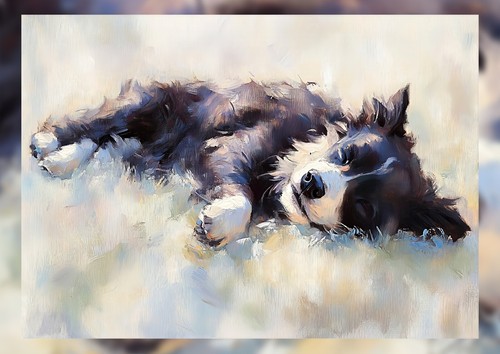 Sleeping border collie - border,