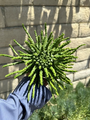 Euphorbia flanaganii medusa - euphorbia, "medusa