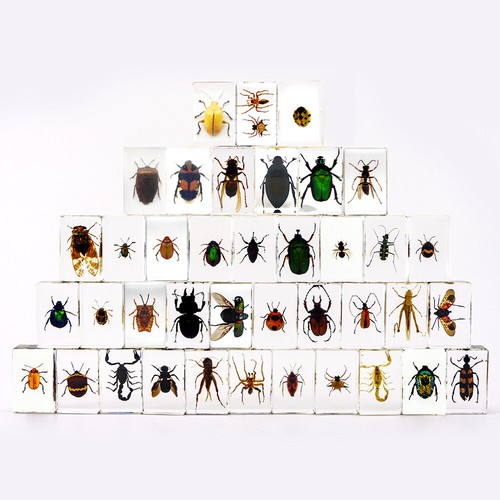 Pcs insect resin - in,